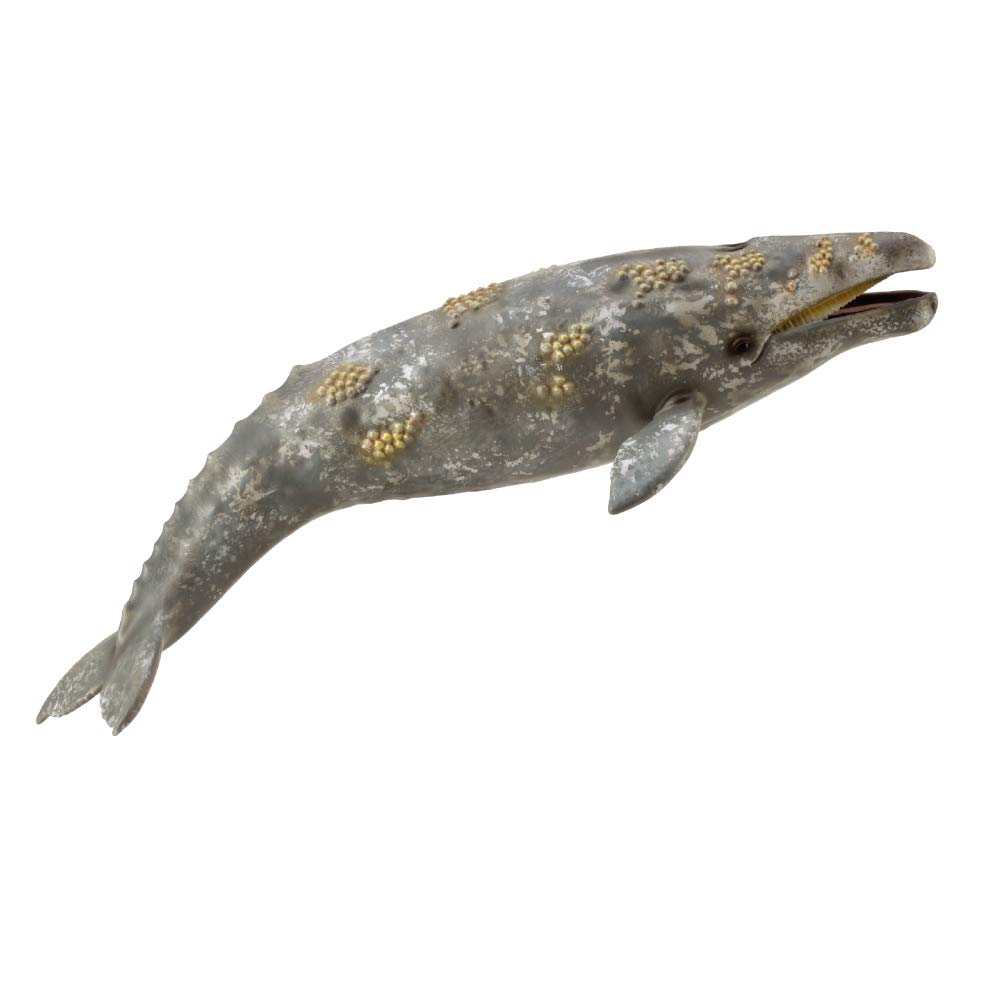 Gray whale 88836