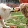 Pet Chew Toy Dot Printing Colorful Webbing Highly Elastic Bite-Resistant Cotton Filling Built-in Bell Noise Making Dog Toy