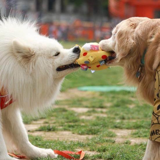 Pet Chew Toy Dot Printing Colorful Webbing Highly Elastic Bite-Resistant Cotton Filling Built-in Bell Noise Making Dog Toy