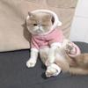 Warm Hoodies Puppy Clothes Soft Fleece Dog Jumpsuits Kawaii Pet Dog Clothes  Corgi