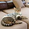 Striped Sleeveless Vest Cat - Lightweight Pet Apparel Tabby Sphynx Small Kittens Fall Winter Use