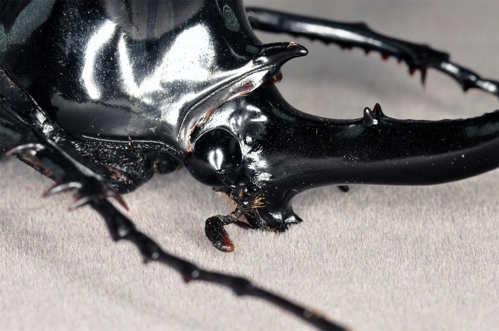 BACALYSO Nirvana Mohrenkamp Beetle Magnetic Refrigerator Realistic Adult Illustrated Plastic Model Finished Figurine Figure, Ornament, Beetle,