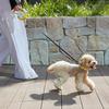 Dog Extendable with LED Safe At Suitable for Small and Medium For Simple [Seven Pet] Lead, Lead, 3m, Light, Night, Dogs, Walking, Pets, Strap,