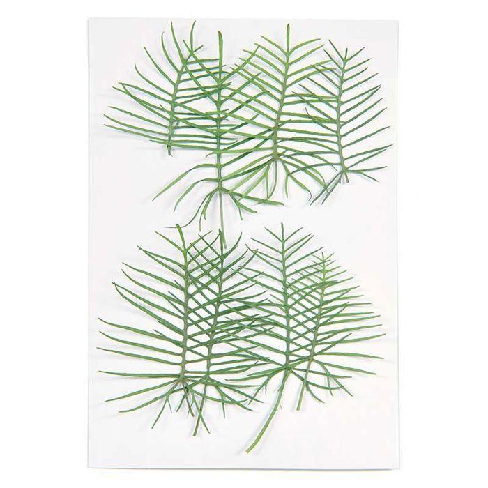 Fleurs séchées - RICO DESIGN - Ipomées - 6 pcs - Tendance déco - Intérieur