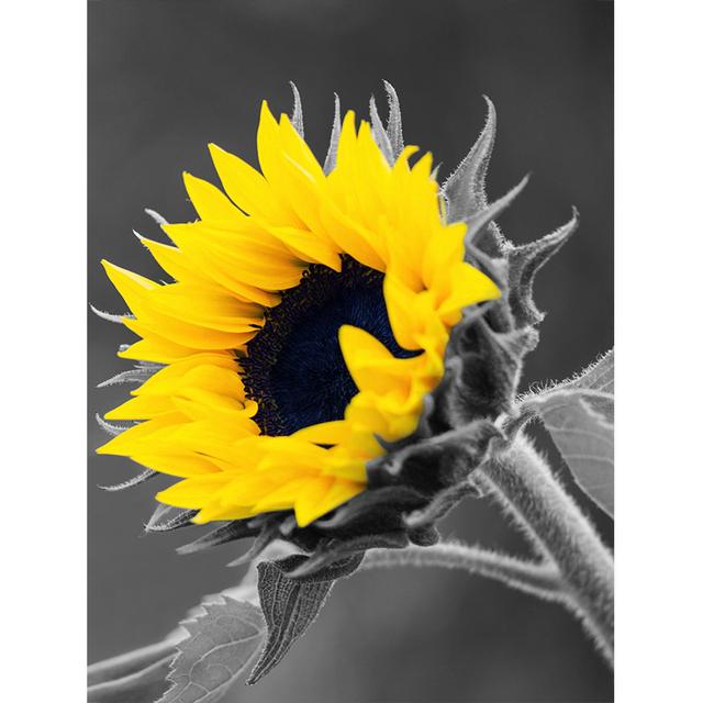 

Серая серия растений, цветов, декоративная живопись, картина маслом подсолнечника, постер, диван, настенный фон, художественный холст, подвесная картина 21cm×30cm NoFrame