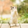 Devalier Cat Interior Garden Perfect Gift for Cat Birthday Made of Resin cn76 Figurine, Ornament, Lovers, Gift, Women, (Onegai Mabatora)