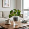 Transparent Plastic Hydroponic Mesh Cups Plant Propagation Root View Cups Clear Hydroponic Pots Flowerpot Planting Container