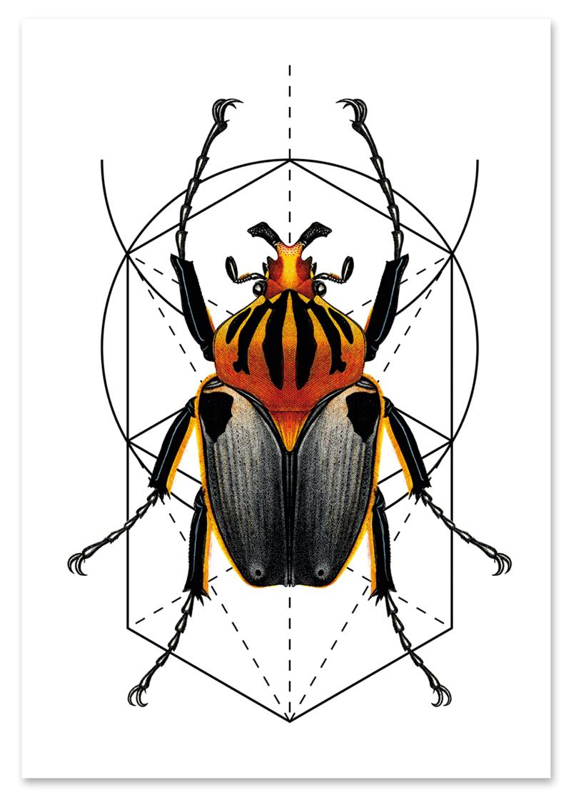

Plakat robak owad geometria 30x40 cm