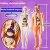 DIY Mannequin Science Cognitive Puzzle Toy Plastics Kid Skeleton Model  Kids Toys