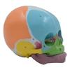 Modello Anatomico Cranio Scheletrico di Bambino, Modello Cranio Scheletrico Anatomico a Grandezza Naturale per Studio delle Malattie Relazione di Lezione