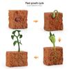 Realistic Sea Turtle, Frog, Snail, and Chick Growth Cycle Figurines for Kindergarten Montessori Learning