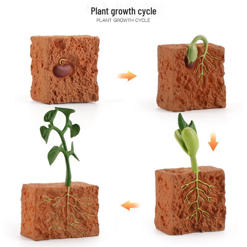 Realistic Sea Turtle, Frog, Snail, and Chick Growth Cycle Figurines for Kindergarten Montessori Learning
