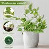 Garden Plant Climbing Support Acrylic U Shaped Transparent Stake for Small Vertical Indoor Garden System