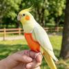 Breathable Bird Flight Suit Honeycomb Mesh Pet Bird Nappy Parrot Harness  For Pet Birds