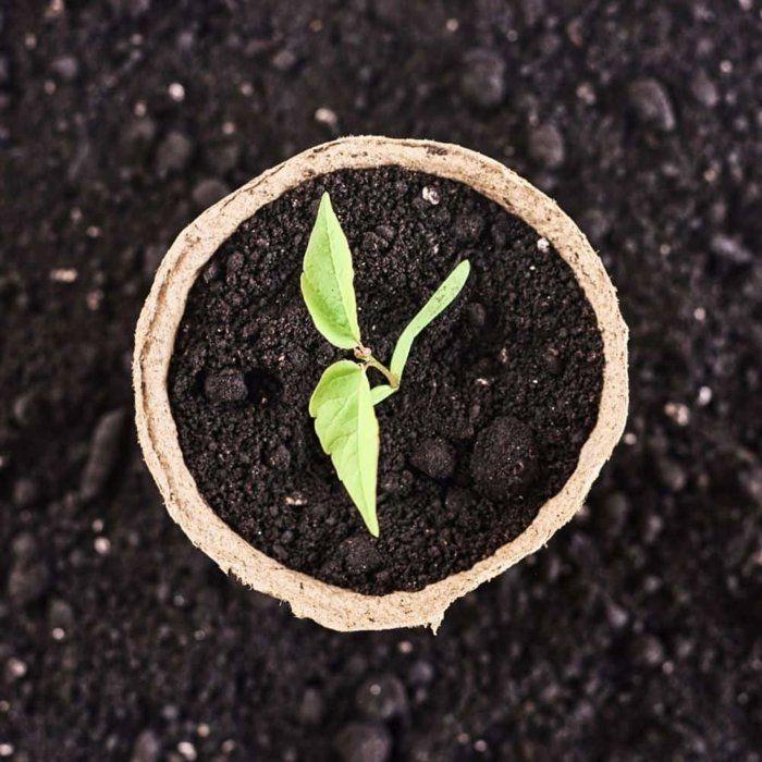 Pots de fleurs compostables 8x8 cm - Godets de culture biodégradables pour semis
