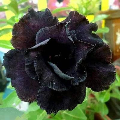 5 SEEDS OF ADENIUM OBESUM "black Double" Desert Rose Fresh Seeds