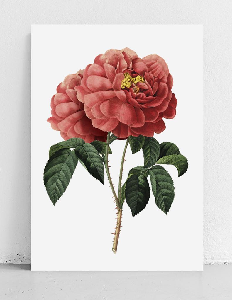 Poster Red Rose Vintage