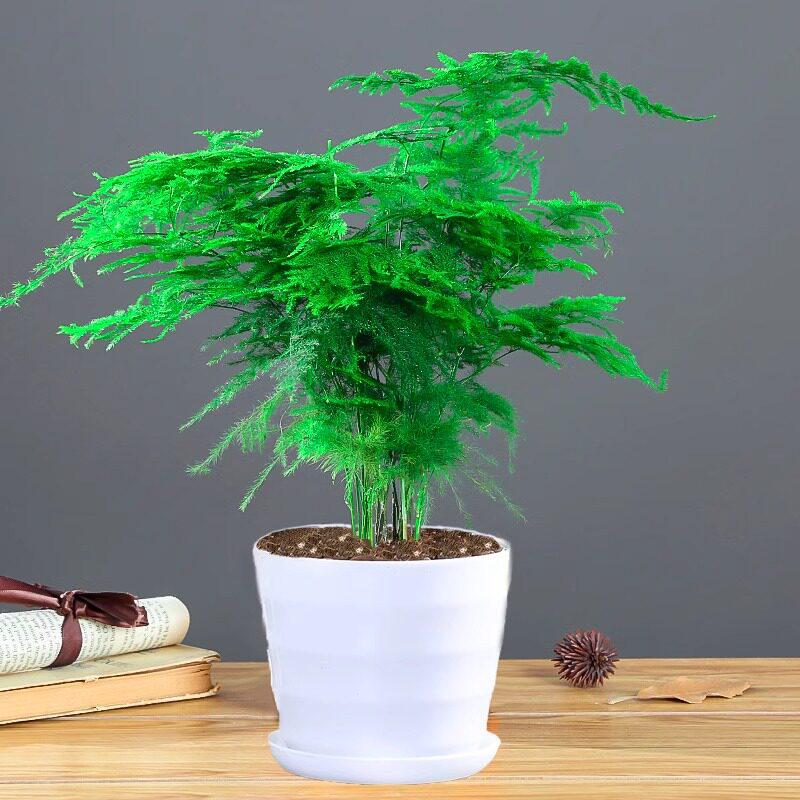 Asparagus Fern Indoor Plant: Air-Purifying, Evergreen, Hydroponic Bonsai for Office or Home