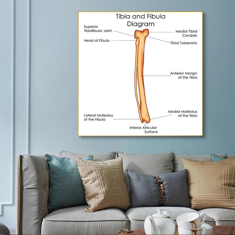 Human Organs Brain Liver Heart Anatomy Poster Print Canvas Painting Human Body Map Medical Classroom Office Room Home Decoration