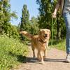 Bite Resistant Beaded Dog Leash Anti-Escape Waterproof Pet Training Leash Decorative Solid Color Dog Lead Leash Outdoor Walking