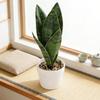 24cm Realistic Faux Snake Plant In Pot Plastic Artificial Indoor Plant For Home Office Decor No Maintenance Needed