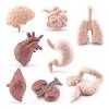Modelli di Organi del Corpo Umano 3D 8 Pezzi Ausili Didattici per Bambini Scuola di Medicina Busto Umano Classe Educativa Materiale Didattico