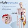 85CM Human Skeleton Model with Heart and Vessels