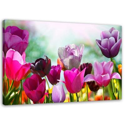 Canvas Print, Coloured Tulips On a Meadow