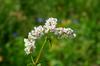 Buckwheat ECO 100g Vegetable Seeds for the Garden, Large Yields