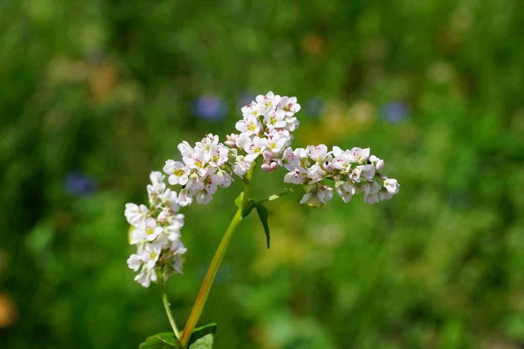 Buckwheat ECO 100g Vegetable Seeds for the Garden, Large Yields