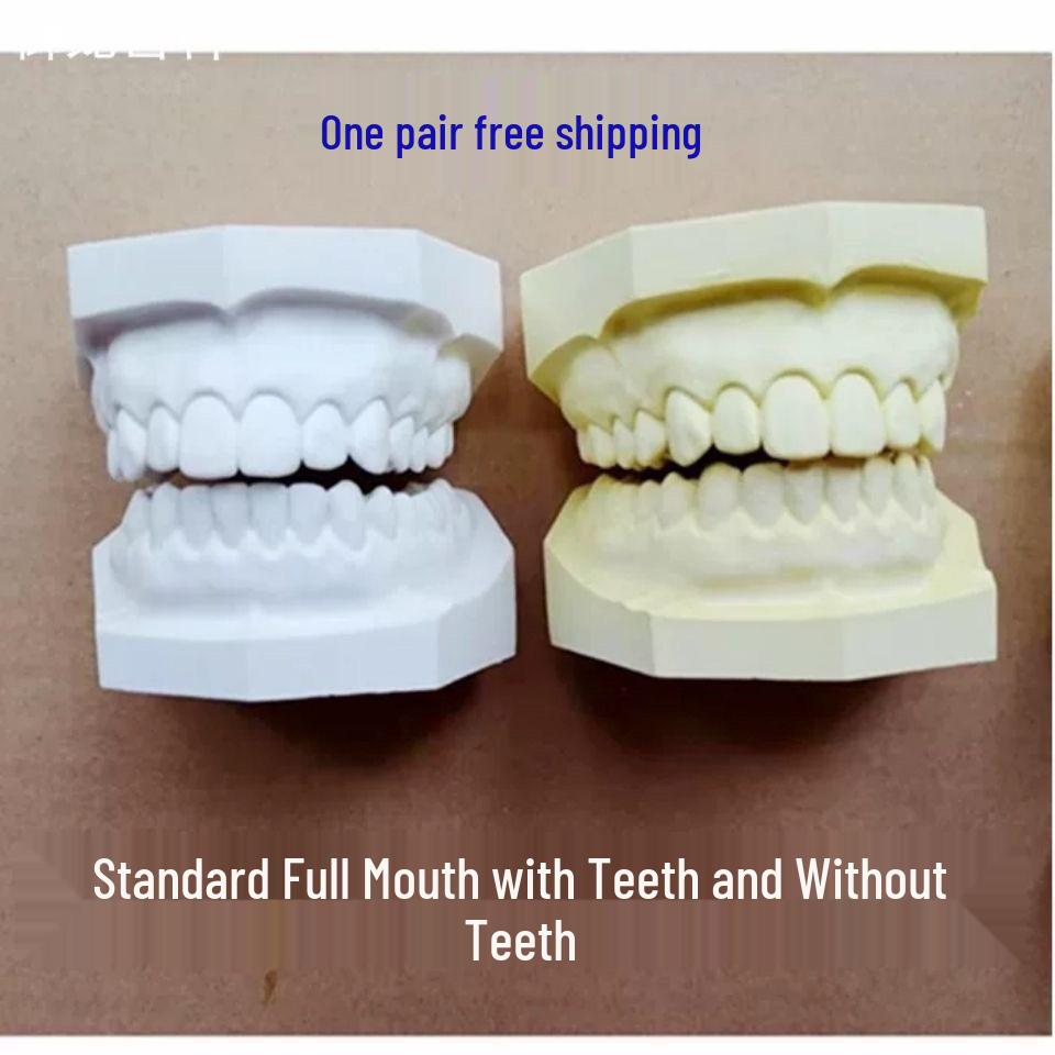Standard Dentition Dental Plaster Model: Complete Jaw with 28 Teeth White Full Mouth 28 Tooth Plaster Model