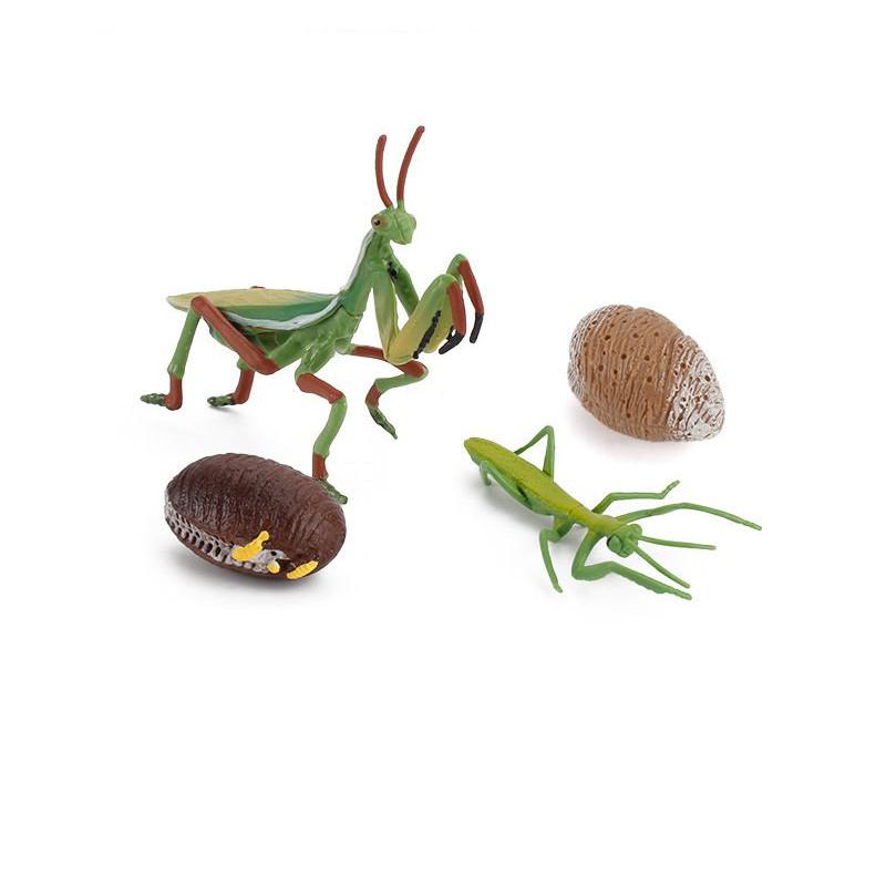 Enchanting Simulation Solid Turtle Chick Frog Animal Growth Cycle Montessori Teaching Aids For Unique Gifts And Decorative Accents