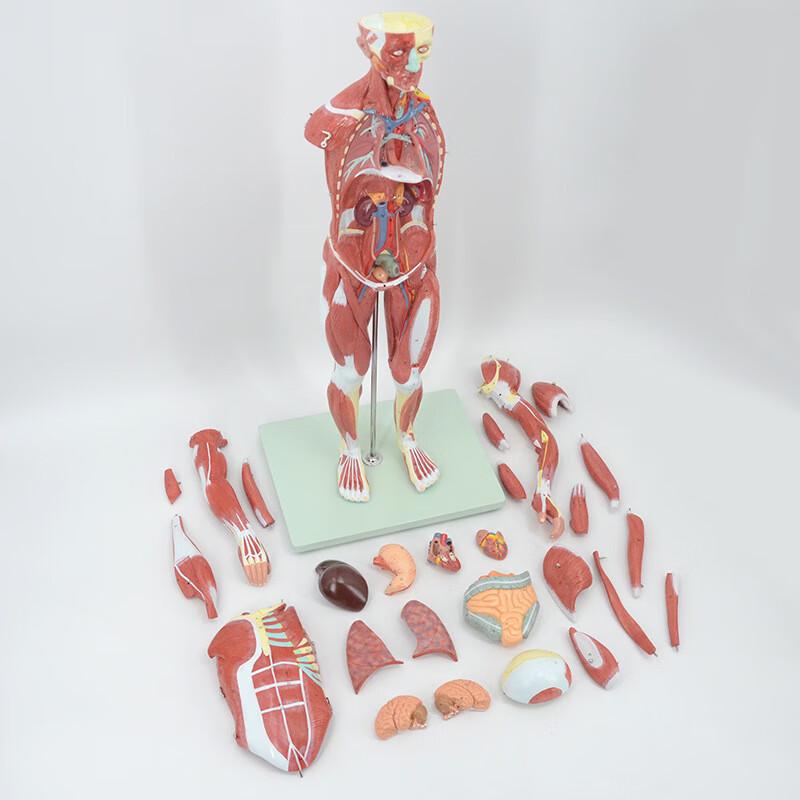 Bosley 78cm Detachable Human Muscle and Organ Anatomy Model