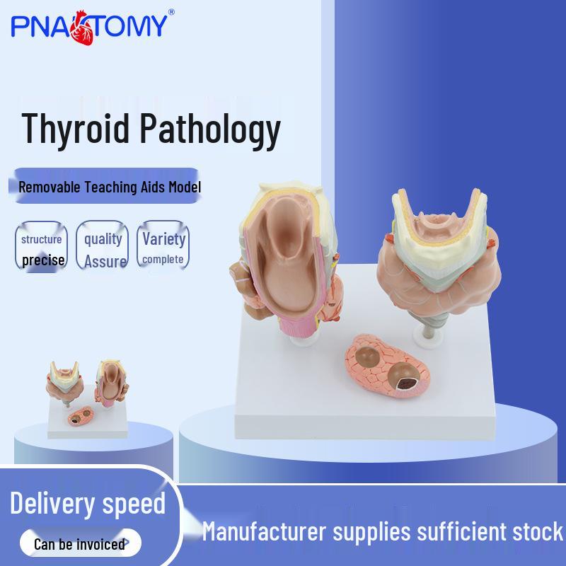 Thyroid Pathology & Laryngeal Anatomy Teaching Model PNT-0757