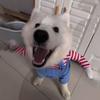 Halloween Lustiges Haustierkostüm mit Handhaltendes Messer Dekor Gestreifte Latzhose Verstellbares Hunde Cosplay Outfit für Kleine Große Hunde Katzen