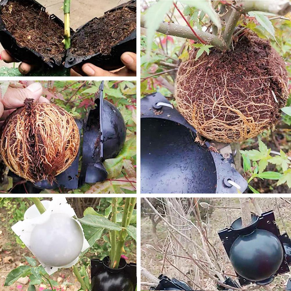 Ausrüstung zum Bewurzeln von Pflanzen, Luftschichtung, Hochdruck-Vermehrungsball, Pfropfbox-Zucht für Garten-Pfropfbox-Setzlinge