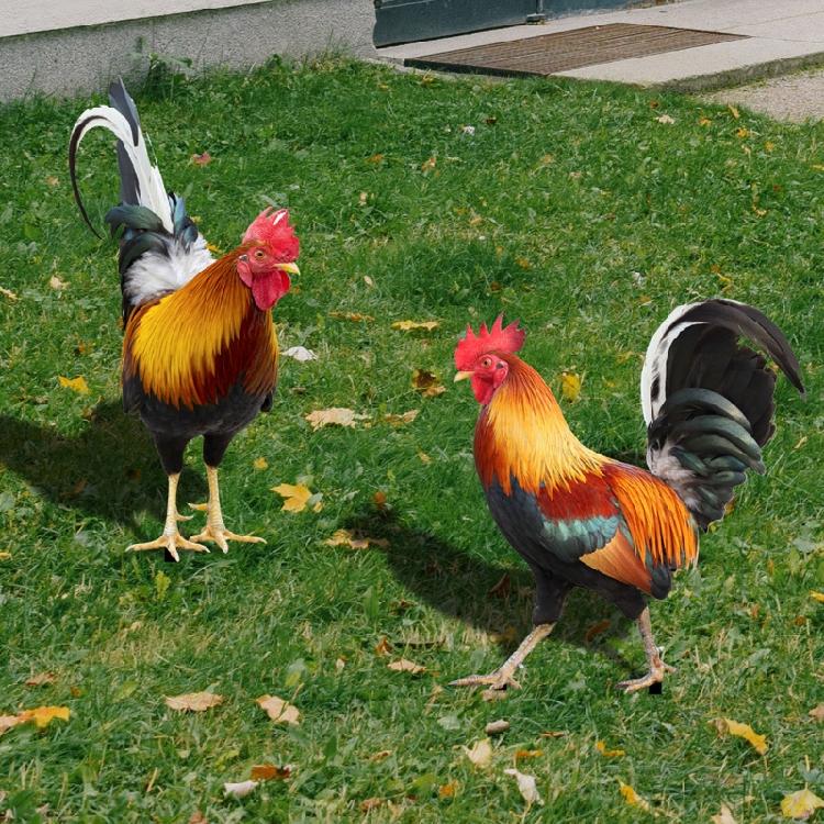 2 Pcs Rooster Chicken Lawn Stakes for Garden, Floor, Lawn, Outdoor Decoration