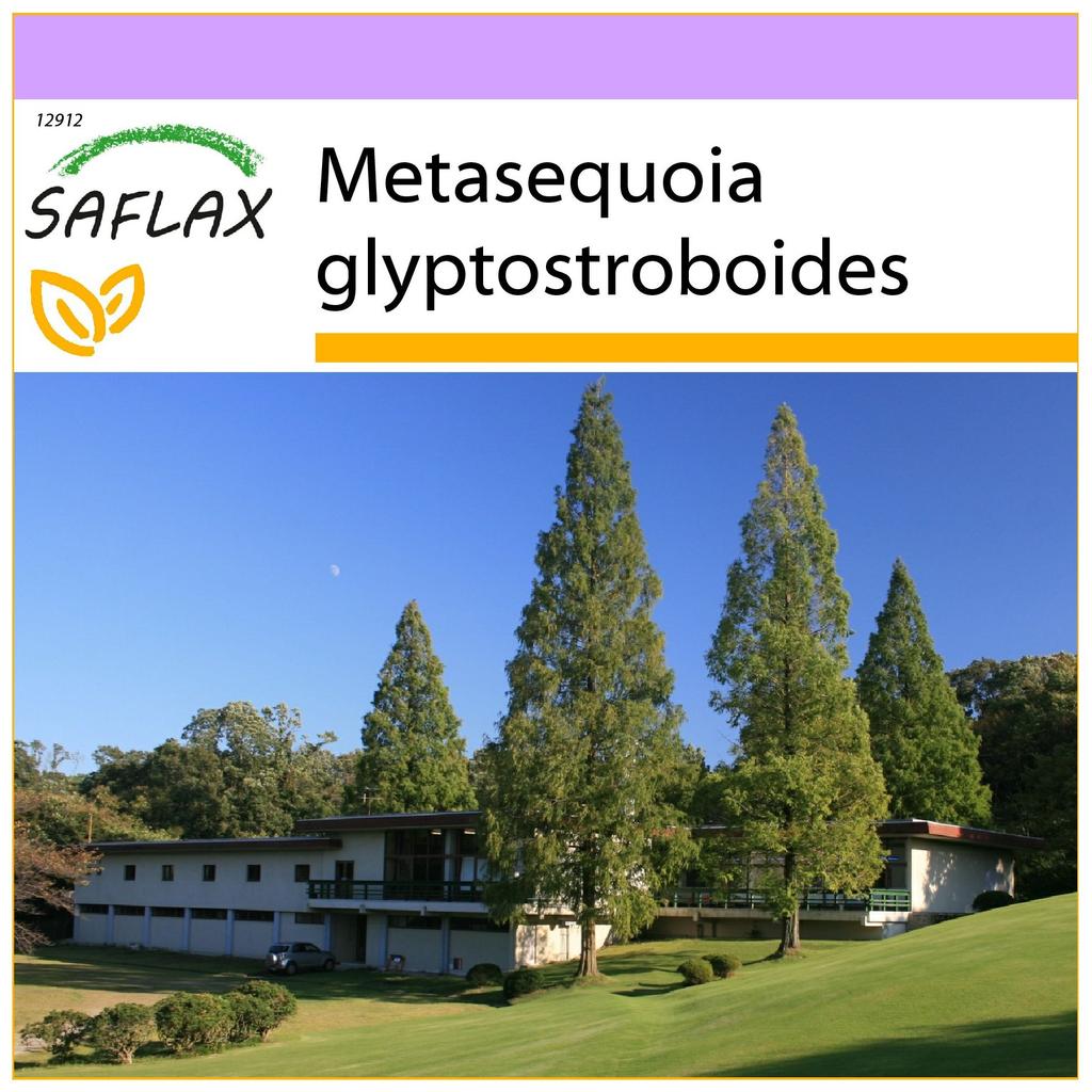 SAFLAX Metasequoia glyptostroboides - 60 nasion