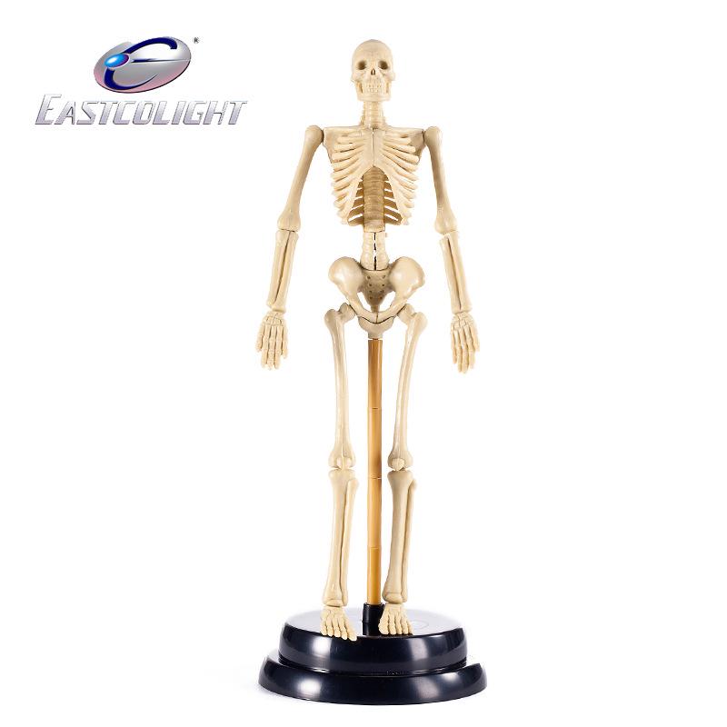 Detachable Human Anatomy Model: Skeleton, Torso, Heart, Brain, Teeth, Lungs - Educational Toy for Kids