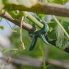 Plant Fixed Clips Reusable Garden Greenhouse Bracket for Fixed Plants Vine Flower Seedling Tomatoes Support Garden Supplies