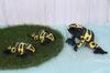 Takeoff Plush Toy Poison Dart Frog - Yellow-banded (S)