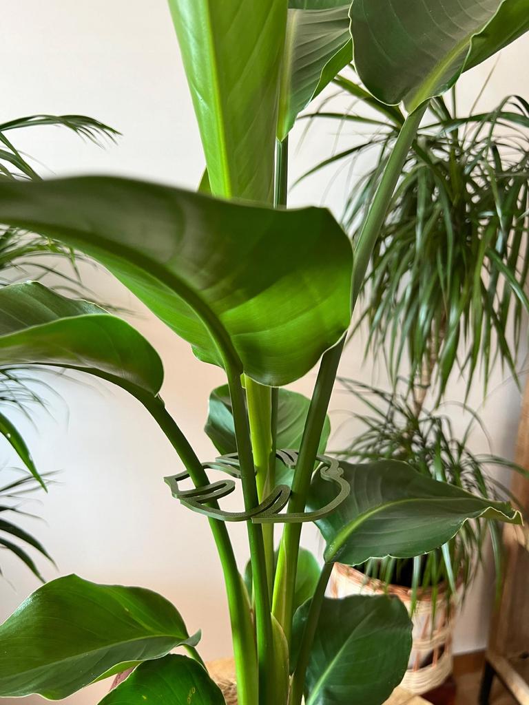 Podpora do roślin kwiatów podpórka monstera mocna chwytak zapinka s m l 3x