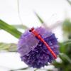 10Pcs/lot New Dragonfly Garden Decorative Yard Planter Colorful Dragonfly Stakes Decoracion Outdoor Decor Flower Pots Decoration