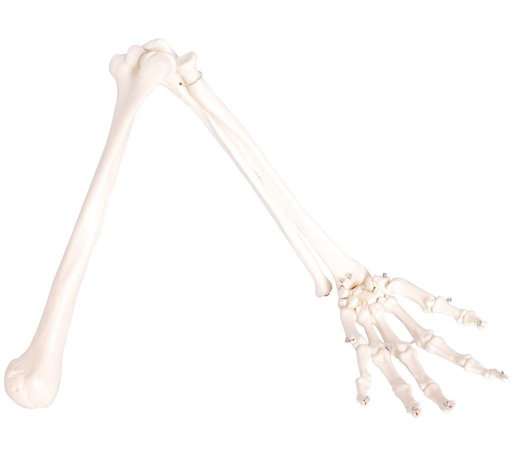 Monolife Human Anatomy Model, Upper Limb Bones, Humerus, Forearm, Wrist, Hand Bones, Life-Size, 73cm, Wired Model, Left Hand