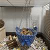 Voor dieren – Knaagdieren