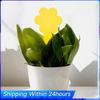 30Pcs Fungus Gnat Traps Non-Toxic and Odorless Yellow Sticky Bug Traps Flycatcher Sticker Plate Trap for Garden Plant Protection