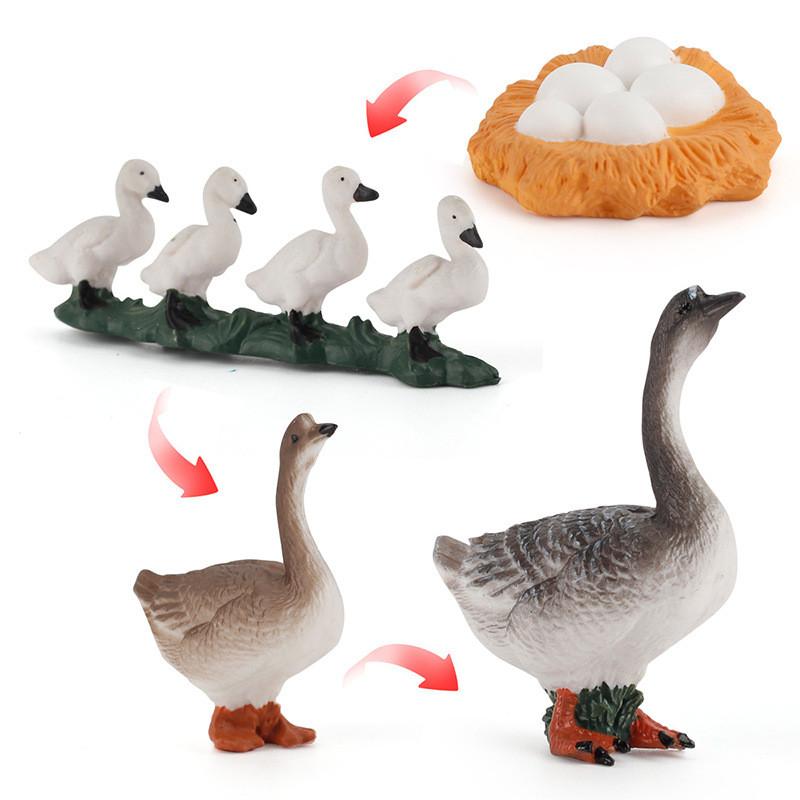 Static Poultry Animal Model With Incubation Process Display For Kids Educational Toy