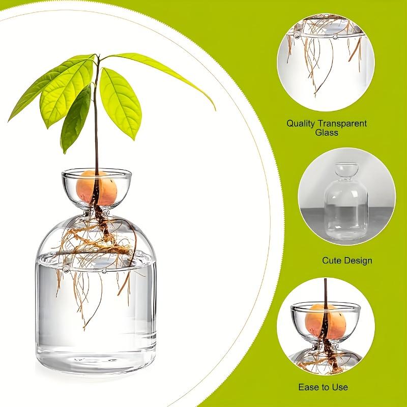 Kit per la Coltivazione dell'Avocado - Vaso Germinatore in Vetro per Amanti del Giardinaggio, Unico Fioriera Idroponica Regalo