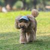 Cappellino Stiloso per Cane 4 Misure Disponibili Design Traspirante Cappellino Parasole per Animali Domestici Ideale per Passeggiate Quotidiane e Giochi Spiaggia