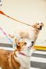 Japanese TUFF HOUND Pet Supplies Highly Length for Urethane Foam for Walks [Authorized Distributor] Leash, Extendable, 95-140cm, Dogs, Large, Medium,